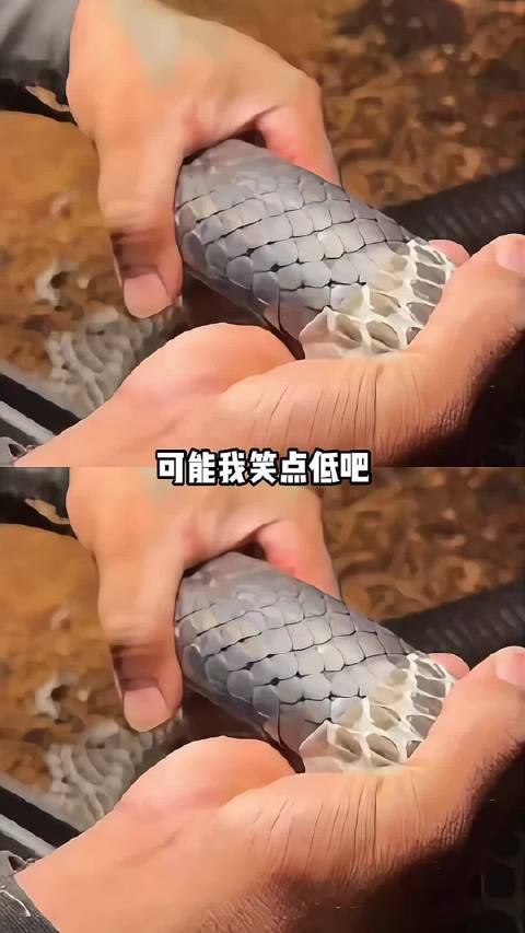 我已经没有多余的肺泡可以笑炸了 #一分钟精选视频扶持计划# ​