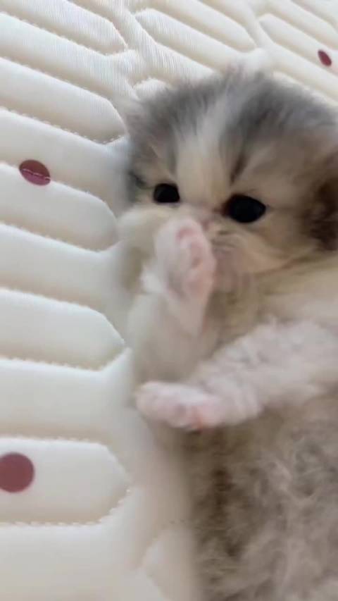 小猫你的手是香香嘟  ​​​