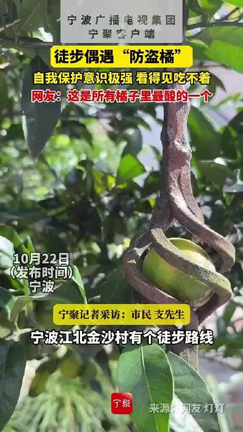 #宁波网友偶遇防盗橘守护满满仪式感# 10月22日（发布），浙江宁波，徒步偶遇“防盗橘”，长在铁笼里