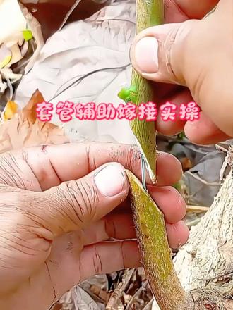 套管辅助嫁接实操 不一样的嫁接手法，借助套管定位切削，轻敲对齐木质部，密封保湿提升稳定性
