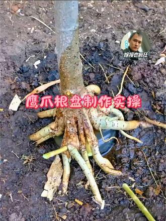 鹰爪根盘制作实操 盆景八方根盘就要这样塑形！特制钢凿卡在根缝位置，配合木棒敲击，顺着木质部劈开，打入