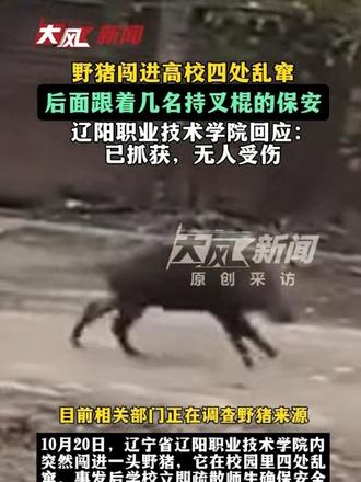 野猪闯进高校四处乱窜，后面跟着几名持叉棍的保安；辽阳职业技术学院回应：已抓获，无人受伤