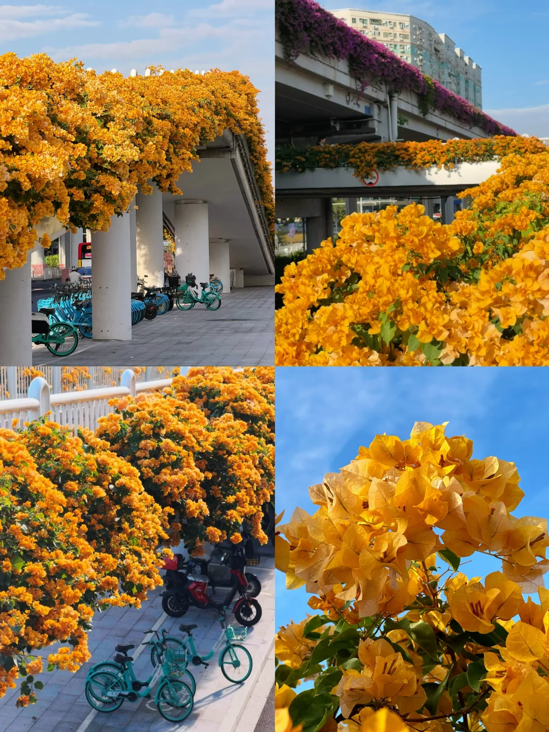 广州地铁直达…绝美三角梅天桥！！🌸