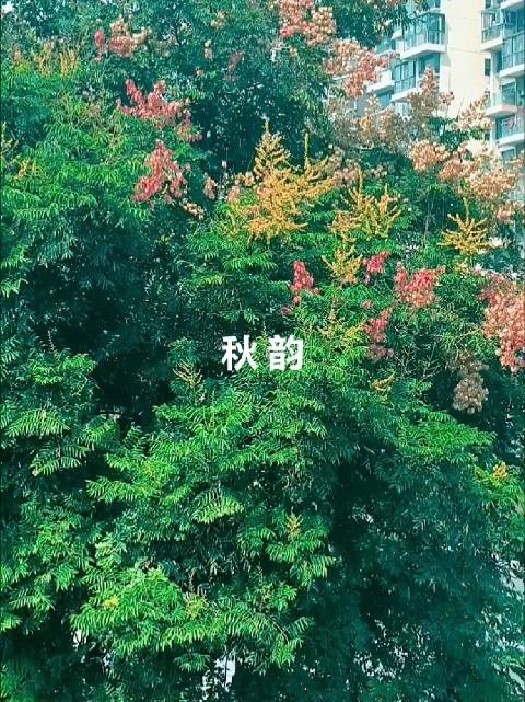 秋天到了，好喜欢家附近这棵栾树 枝头缀满五彩缤纷的花果，黄绿、粉红交织在一起，自带秋日独有的氛围感 