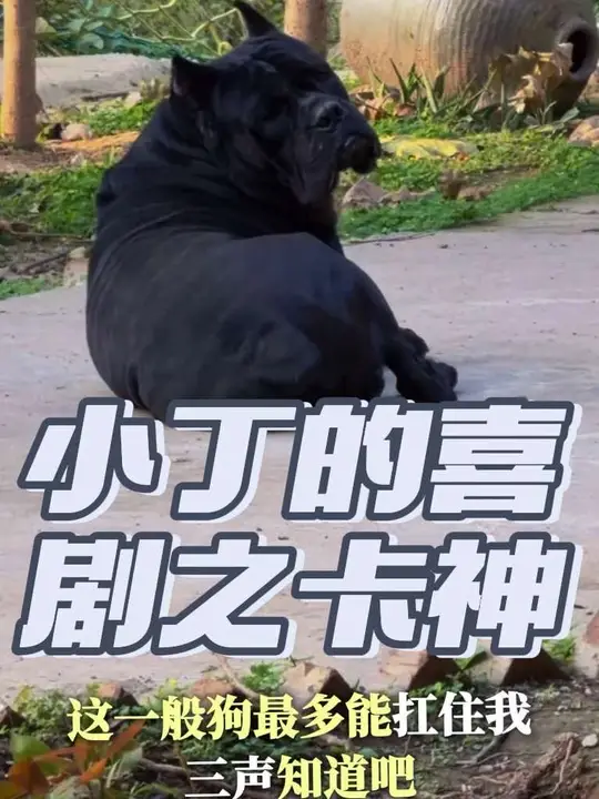 小丁的喜剧天赋真的非常不错，配合卡斯罗小卡的表演画面简直了哈