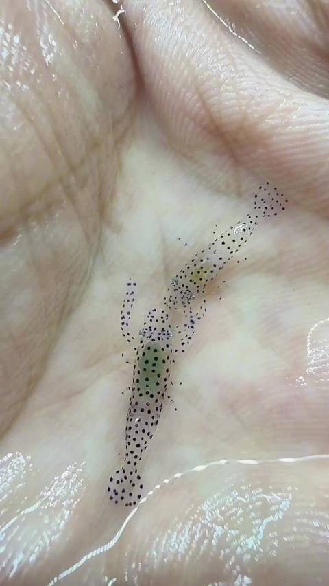 #第一次见这么有艺术感的虾# 哇，这俩和珍珠贝共生的虾还挺有艺术感的，浑身布满错落的波点花纹，蓝白斑