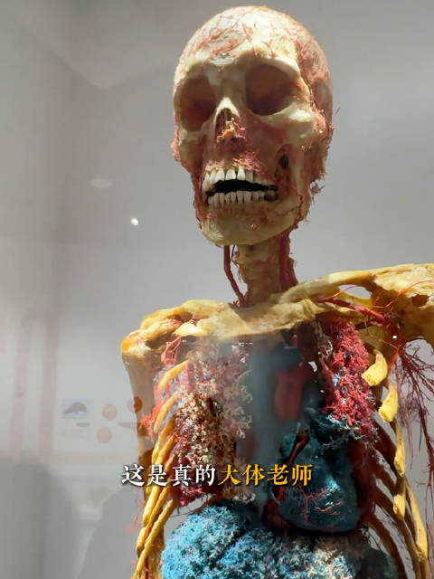 #医学生在大体老师骨骼上写轻浮文字# 别拿“解压”当借口，这是人性的极度冷漠