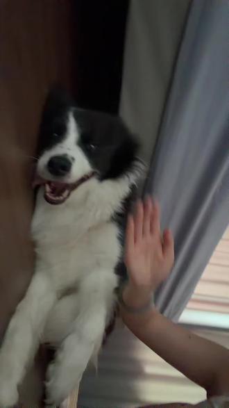 好脾气小狗🐶