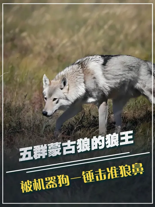 五群蒙古狼的狼王，被机器狗一锤击准狼鼻，吓得五群狼逃回蒙古