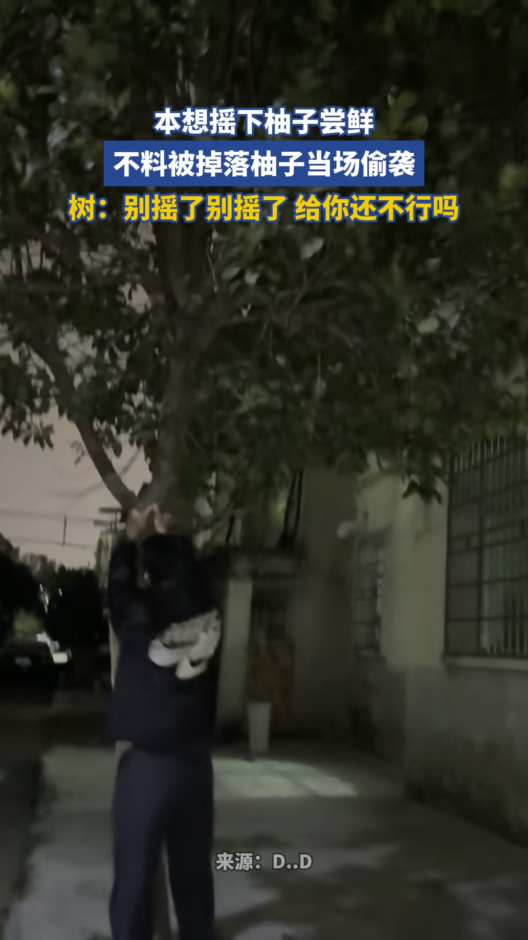 本想摇下柚子尝鲜，不料被掉落柚子当场偷袭