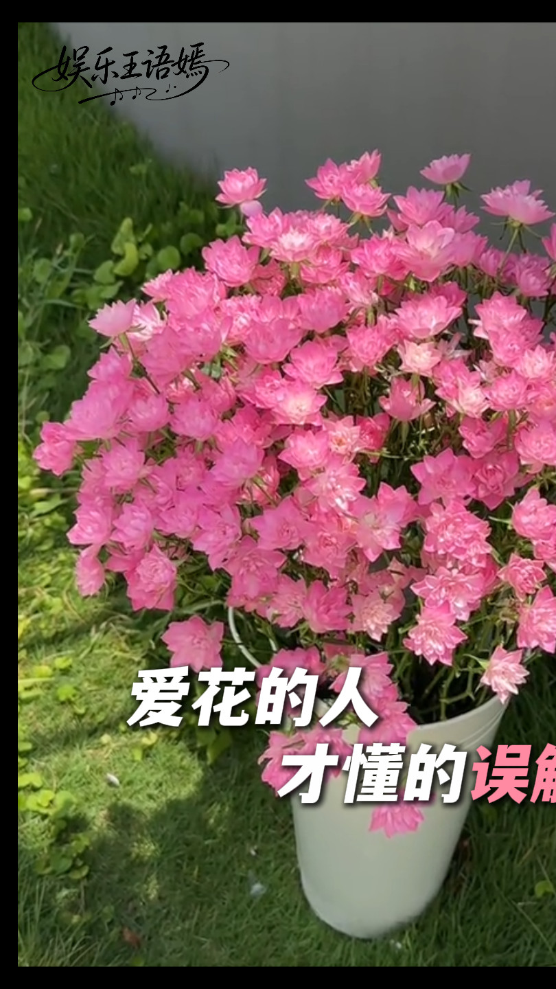 爱花的人，才懂这些被误解的浪漫