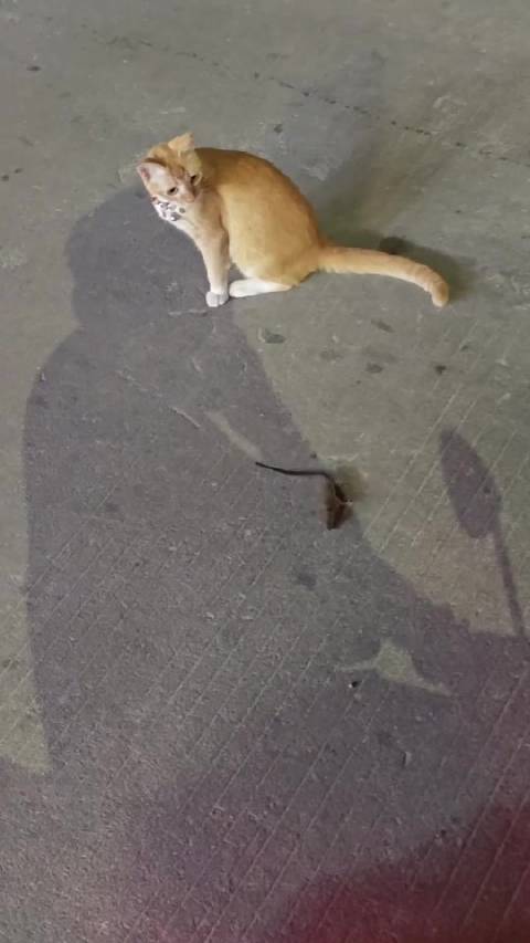 猫：撒泼打滚也没有用哦  ​​​