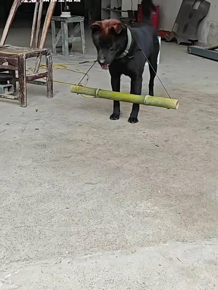 继狗狗限速器后，山羊防顶神器也横空出世