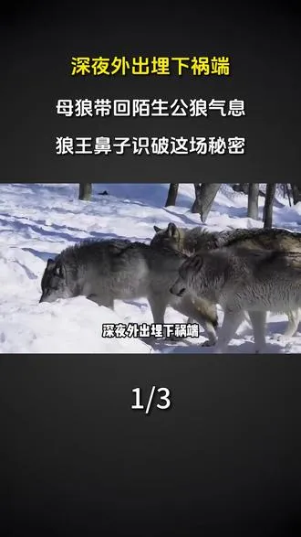 深夜外出埋下祸端，母狼带回陌生公狼气息，狼王鼻子识破这场秘密