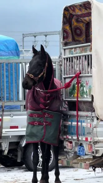 杨乐噶尔完美收场 不负众望