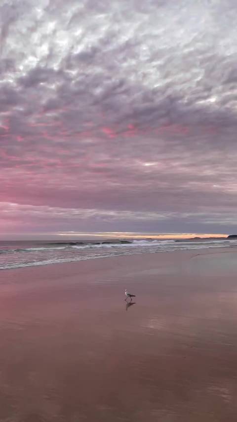Busy little seagull on the Gold Coast 澳大利亚