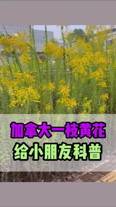 这东西叫“生态杀手”，黄花过处百花杀。 根茎断一截能活，一株结两万粒种子随风飘，长得比人高，抢光抢水