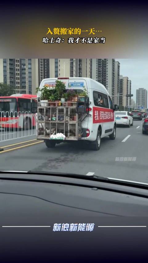 入赘搬家的一天…哈士奇：我才不是家当#交通趣闻#  ​​​