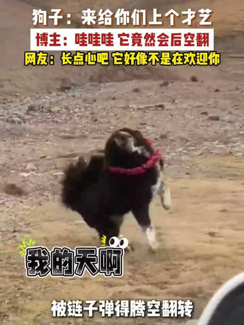 【#男子遇狗表演空翻险被扑倒# 】 近日，青海，一名网友拍到狗腾空翻转，感叹“竟然还有这等才艺