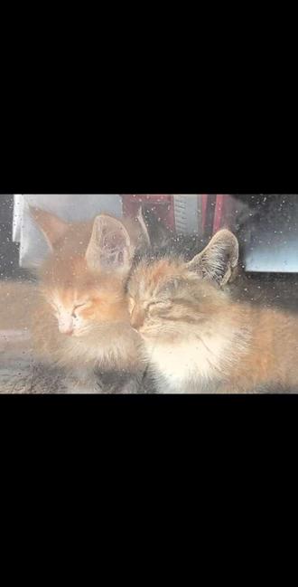 流浪猫生了3只小猫，隔壁店没人，但里面有3只小猫！看着挺可爱的   🔥