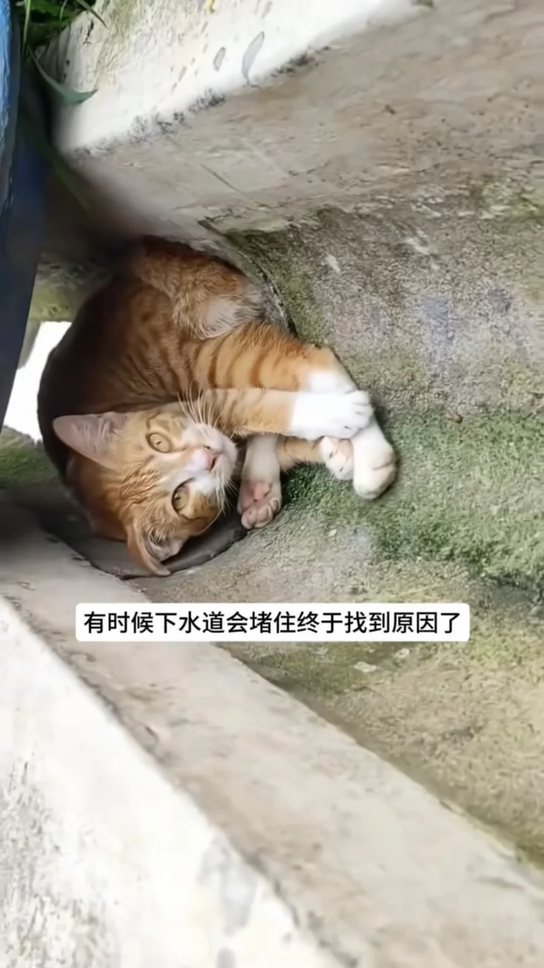 大咪治水