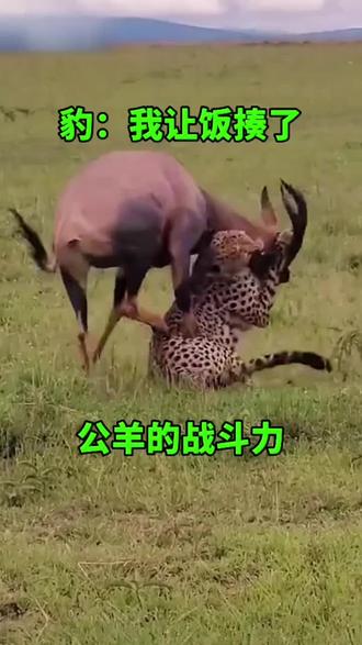 公羊的战斗力也不弱