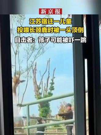 江苏宿迁一儿童投喂长颈鹿时被一头顶倒，目击者：孩子可能被吓一跳