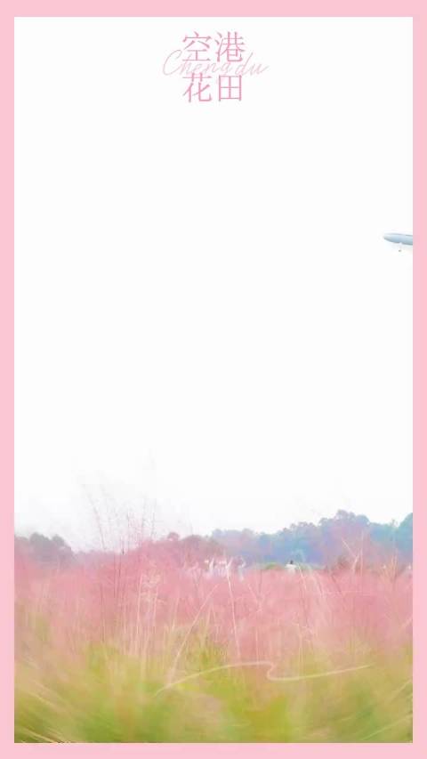 #成都秋日邂逅粉黛花海# 成都秋日邂逅粉黛花海