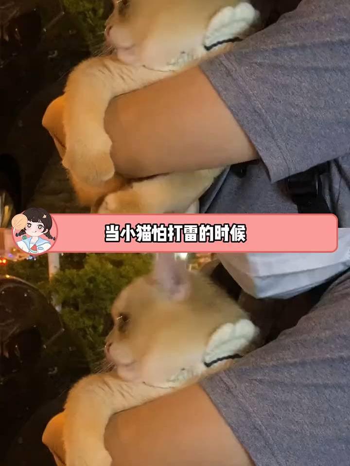 咪咪怕打雷咪咪不敢动