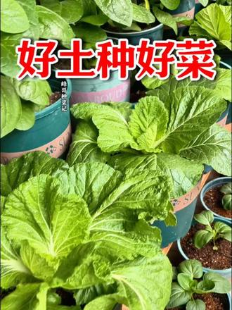 熊猫粪珍稀营养土，好土种好菜