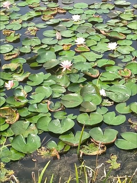 #一分钟精选视频扶持计划#  湖水轻轻荡漾，泛起层层细碎波纹。 睡莲安安静静浮在水面，花瓣舒展，淡雅