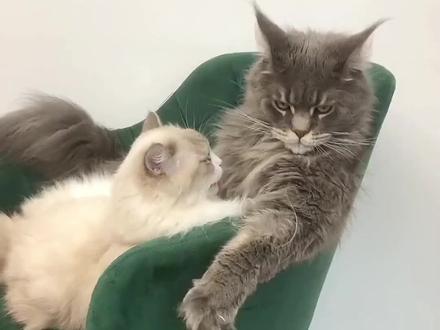 全网最会秀恩爱的猫夫妻，虽是霸总公猫，对老婆却极其温柔