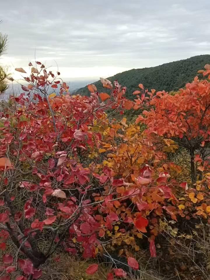 秋日枫叶红似火，山林间美景如画。