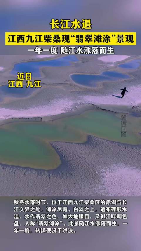 【#九江柴桑现翡翠滩涂景观#】长江水退，江西九江柴桑现“翡翠滩涂”景观