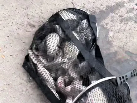 钓鱼没有巧只有天天搞