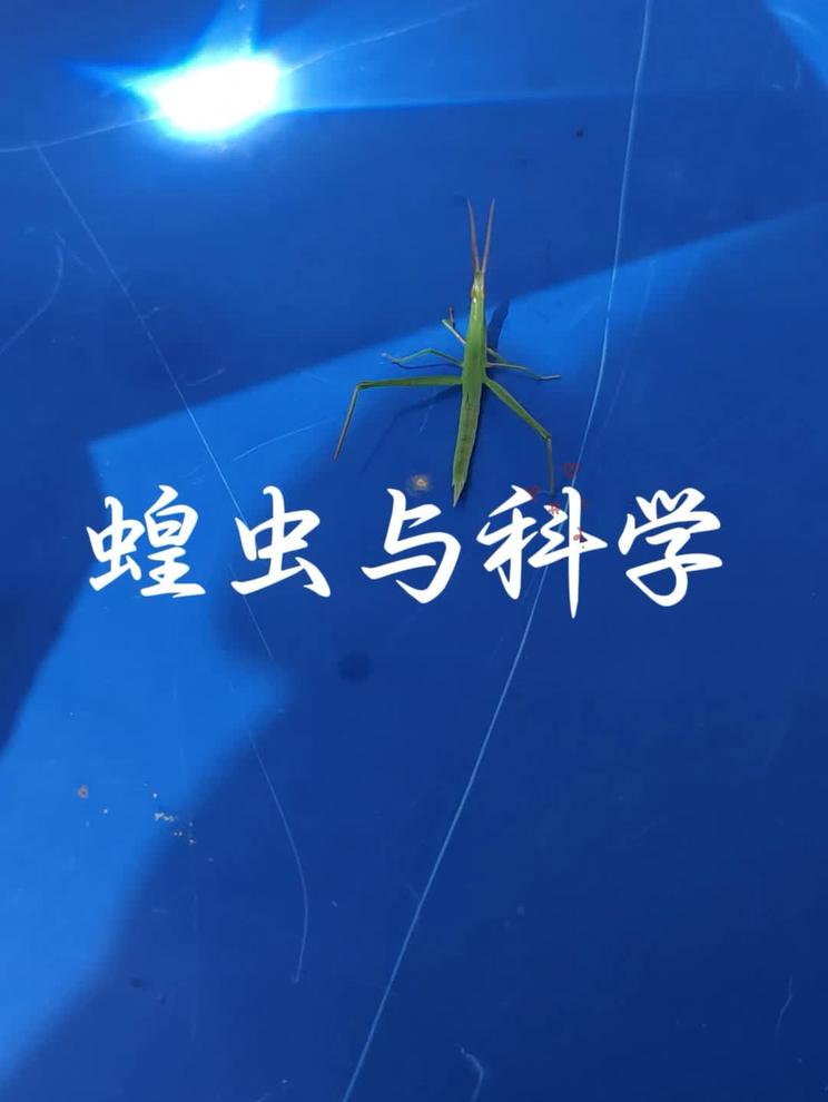 科学实验表明，蝗虫怕热