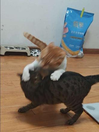 橘猫狸花二番战:体重优势明显！