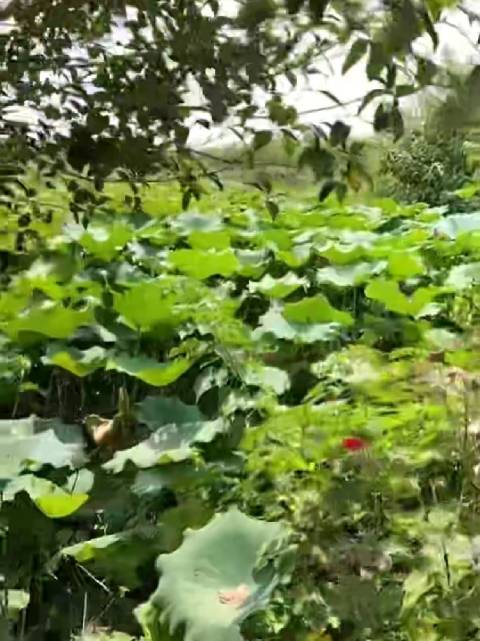 今天9月1号 都开学了 视频是我姑姑八月底回老家拍的 我想家了 挺想回去看看的（因为我在江苏 爸爸奶