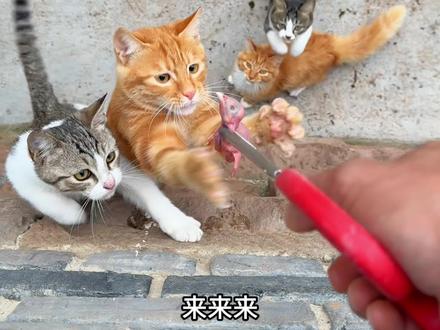 喂猫吃小鸡 今天喂小8 小4 小7 小5 小2 小1 吃小鸡  我怀疑小1耳朵不好 声小了喊它都没反