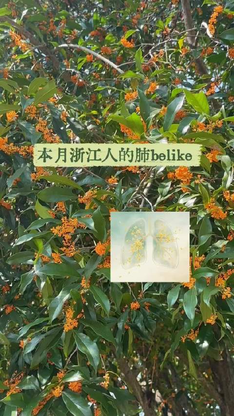 #这个月浙江人出门就猛吸鼻子# 阿浙的桂花开了‼️随时猛吸鼻子😚阿苏家呢❓今年的桂花很给力啊一下就给