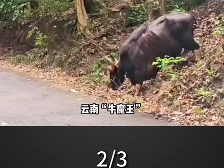 云南“牛魔王”，肩高2米体重达3000斤，老虎见了也要绕道走