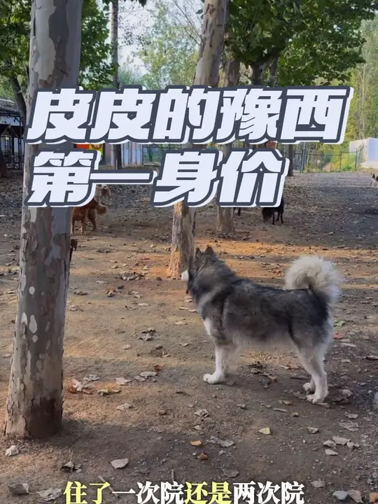 阿拉斯加皮皮，豫西的传奇耐打王这些年在豫西的总花费已经达到六位数了，听听它的故事吧