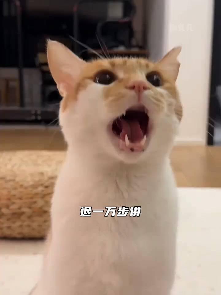 猫语真的不能成为大学语种专业