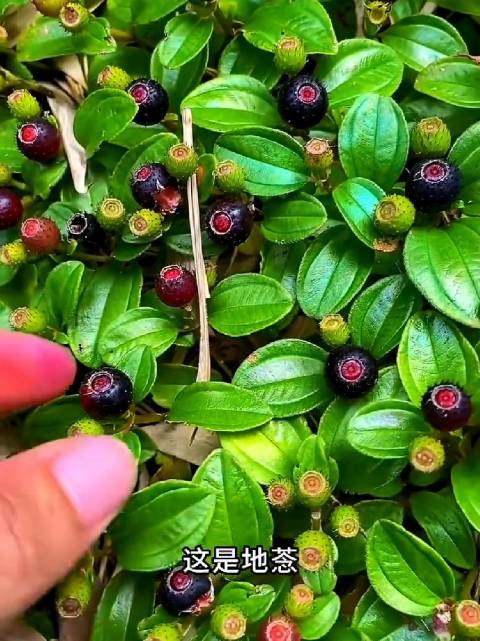 科普9种野果，吃之前一定要认真看看科普