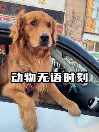 动物们的无语时刻，这辈子也没这么无语过