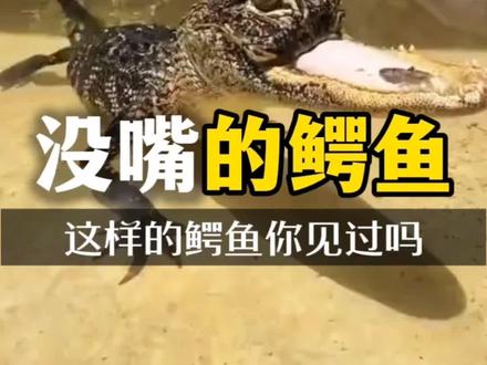 嘴嘴的鳄鱼 你见过吗