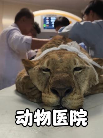 果然，动物医院里什么动物都有，坐门口待着动物园门票都省了