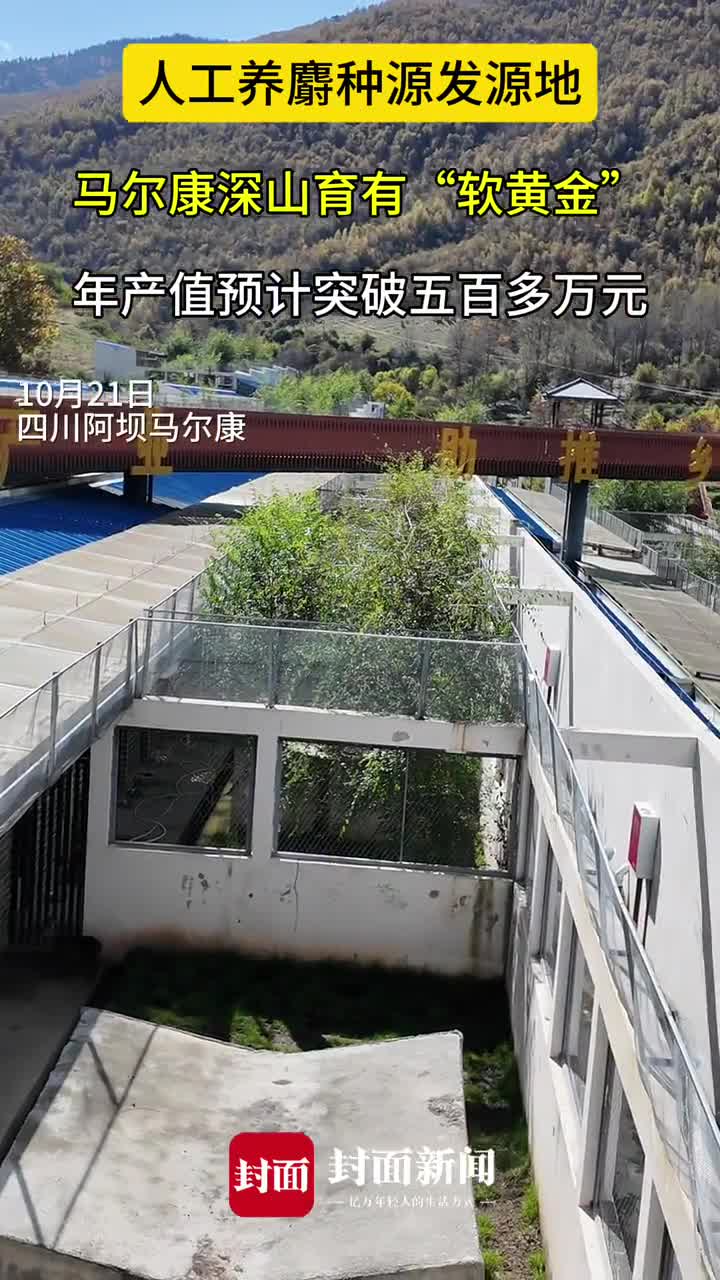 种源发源地的新跨越！马尔康深耕林麝特色养殖绘就康城新画卷