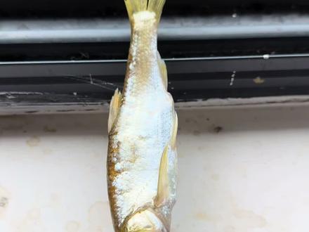 喂小猫吃鱼 今天喂的是小5