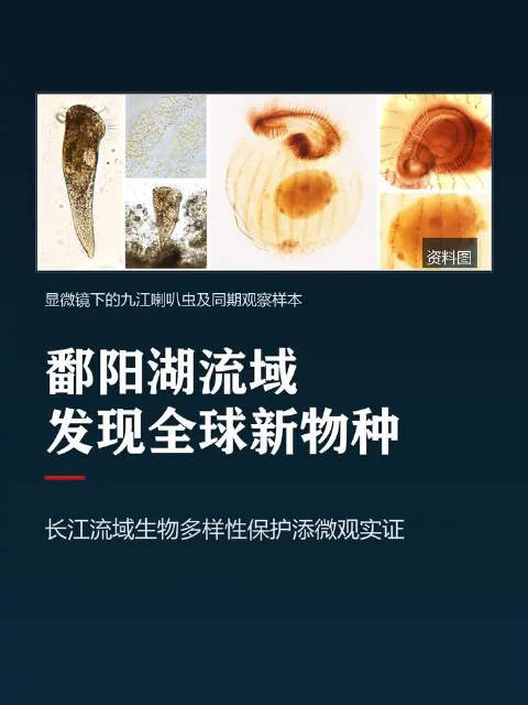 【#鄱阳湖流域发现全球新物种# 】近日，江西鄱阳湖流域传来生物多样性新发现——科研团队正式定名一种原